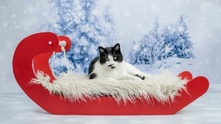 à®winterà® - snowfall, sleigh, winter, holiday, look