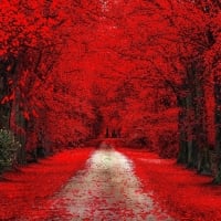 Red Autumn Path