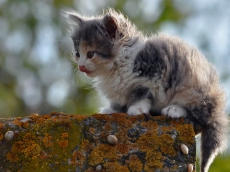 outdoor sitting kitten - sitting, animals, cats, outdoor, kitten