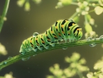 Caterpillar