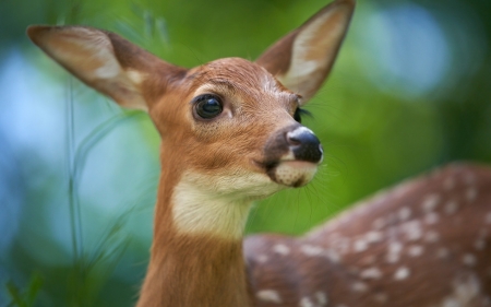 Deer - animal, green, deer, brown, cute