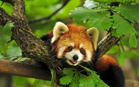 Red panda - red, bear, animal, tree, panda, branch