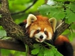 Red panda