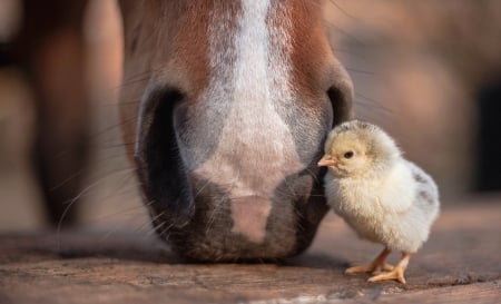 Dude! Tic-tac! - bird, chicken, funny, cute, pasare, chick, horse