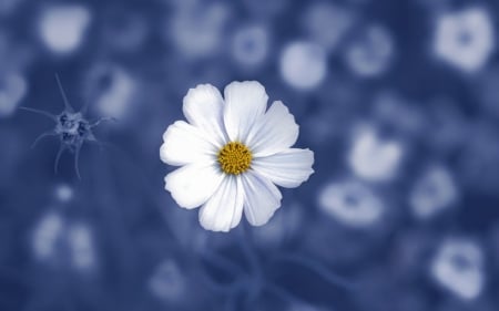 Flower - bokeh, white, flower, blue