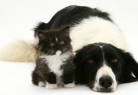 Friends - dog, cat, black, pet, white, animal, kitten, caine, couple