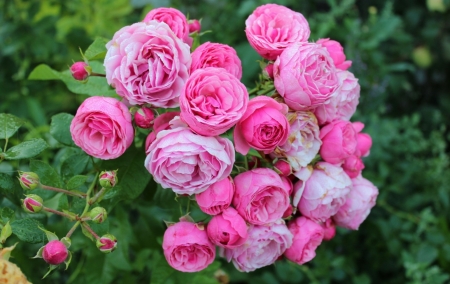 Roses - flower, pink, rose, green