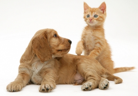 Friends - dog, cat, pet, pisica, animal, kitten, paw, cute, caine, couple