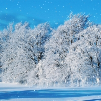 Winter Trees