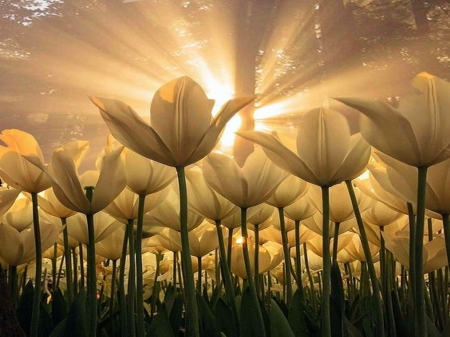 GENTLE SKIES - tulips, golden, rays, sky