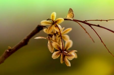 Quite Morning - butterfly, flowers, macro, branch