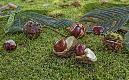 Chestnuts - autumn, moss, chestnuts, grass, leaves