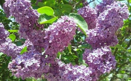 Lilacs - blossoms, pink, bush, lilacs