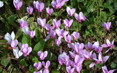 Pink Cyclamens - flowers, cyclamens, pink, nature