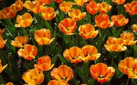 Orange Tulips - flowers, spring, tulips, orange