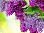 TWO COLOURED LILACS