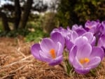 Crocuses