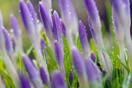 Crocuses - flower, purple, pink, spring, water drops, texture, crocus, skin, green