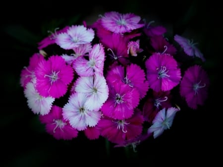 Lovely Bouquet - nature, bouqut, paint, petals, flowers