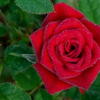 Dew Drops on Red Rose