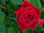 Dew Drops on Red Rose