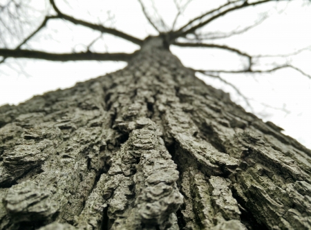 Up the Tree - perspective, HD, tree, bark