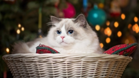 Kitten - basket, blue eyes, animal, kitten