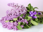 BUNCH OF LILACS