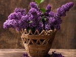 LILACS IN A BASKET