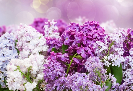 PRETTY LILACS - image, lilacs, flowers, pretty