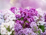 PRETTY LILACS