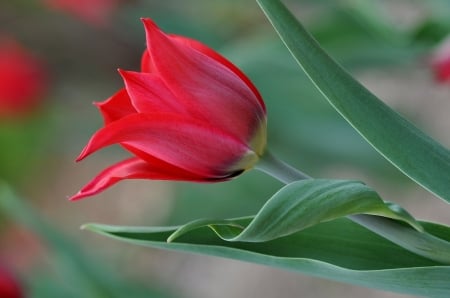 BEAUTIFUL TULIP - BEAUTIFUL, FLOWER, PINK, TULIP