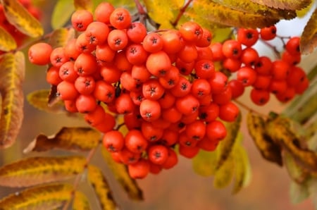 ORANGE BERRIES - berries, image, orange, pretty