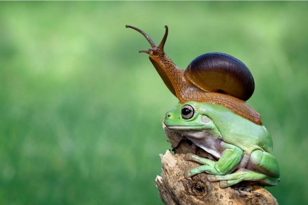 Frog and snail - snail, melc, frog, amphibian, broasca, animal, green, summer