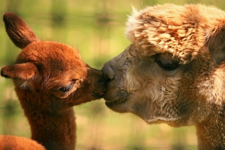 Mamma kiss - funny, animal, kiss, cute, baby, sweet, lama, brown, alpaca, couple