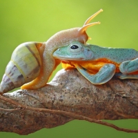 Snail and frog