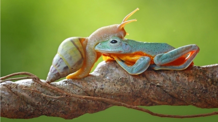 Snail and frog - snail, amphibian, frog, orange, green, animal, summer