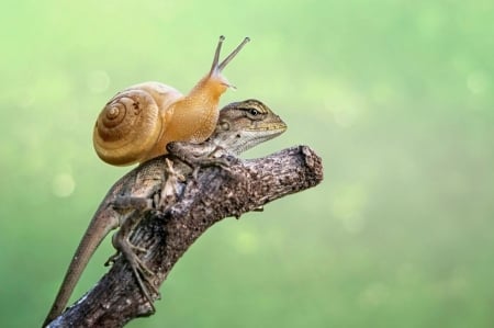 Snail and lizard