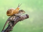 Snail and lizard