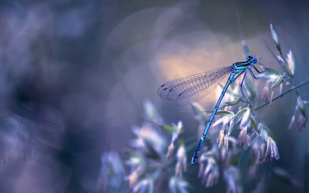 Dragonfly - bokeh, insect, blue, dragonfly