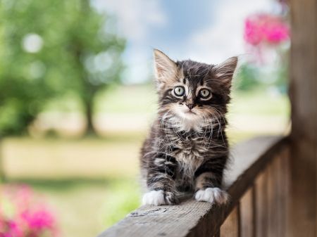 CUTE KITTEN - image, sitting, cute, kitten