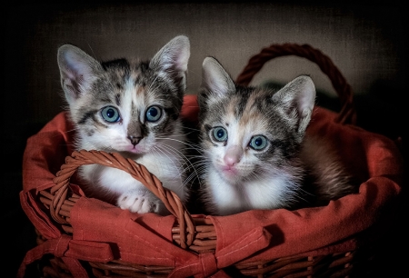 KITTENS IN BASKET - CUTE, IMAGE, KITTENS, BASKET