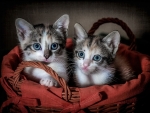 KITTENS IN BASKET