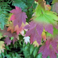 Colors of Autumn