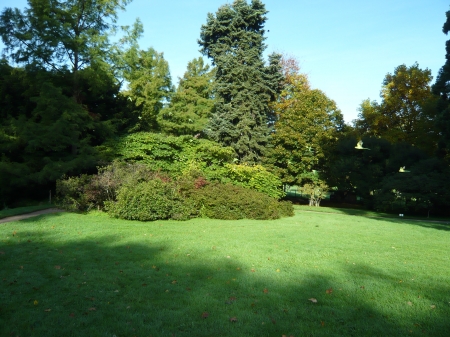 vol de perruches - nature, france, forests, perruches