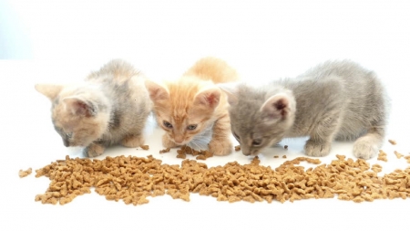 the eating - eating, cats, kittens, animals