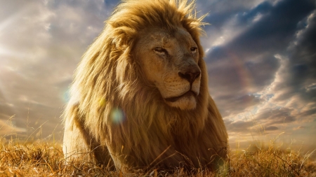 King of Beast - sky, mane, lion, beasts, animal, big cat