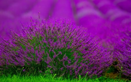 Lavander - skin, purple, summer, green, lavander, field, flower, pink