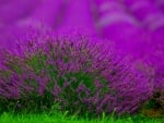 Lavander