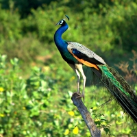 Peacock